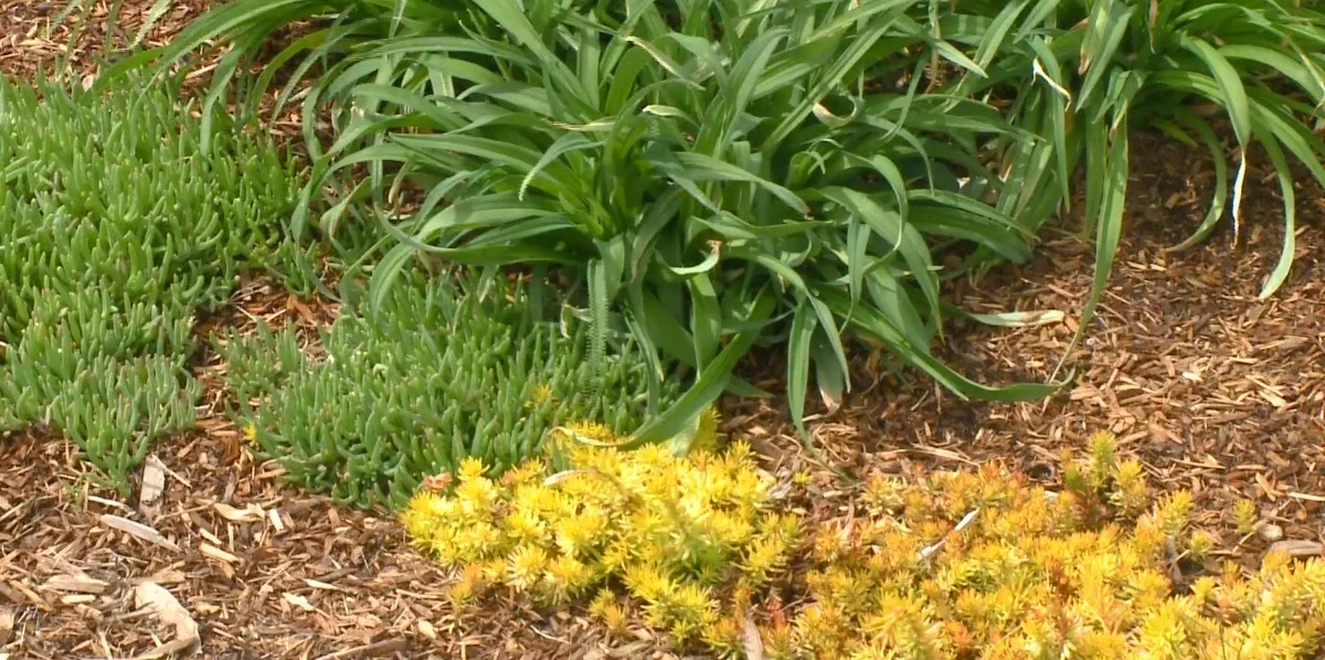 Close-up of sedum groundcover and daylily foliage in a mulched planting bed