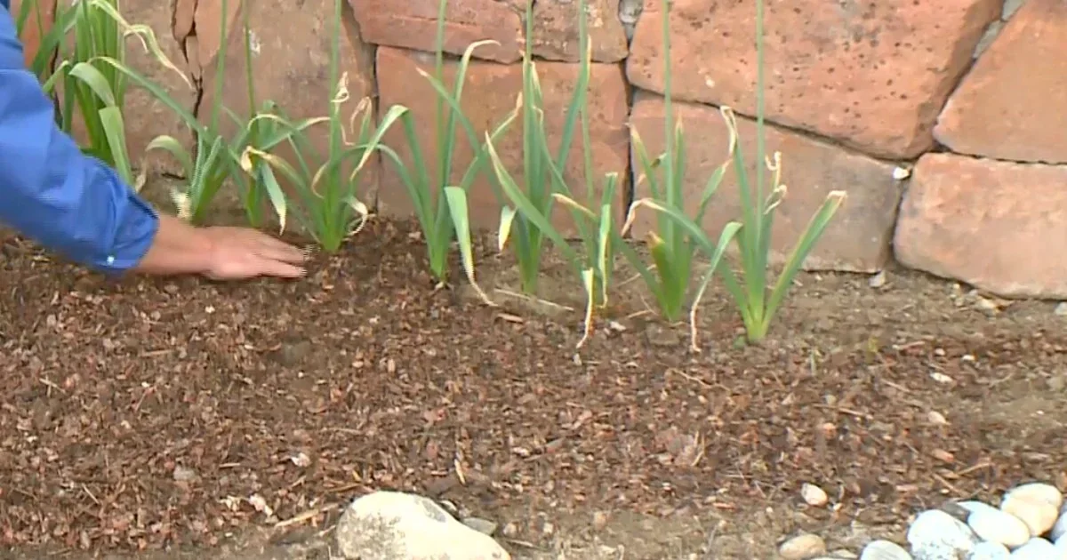 Landscape maintenance las cruces crew member mulching around new plant growth